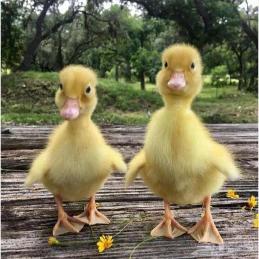 Arnowbi Farms announces, by the grace and success of God, the availability of Beijing duck sauce63392095192961112