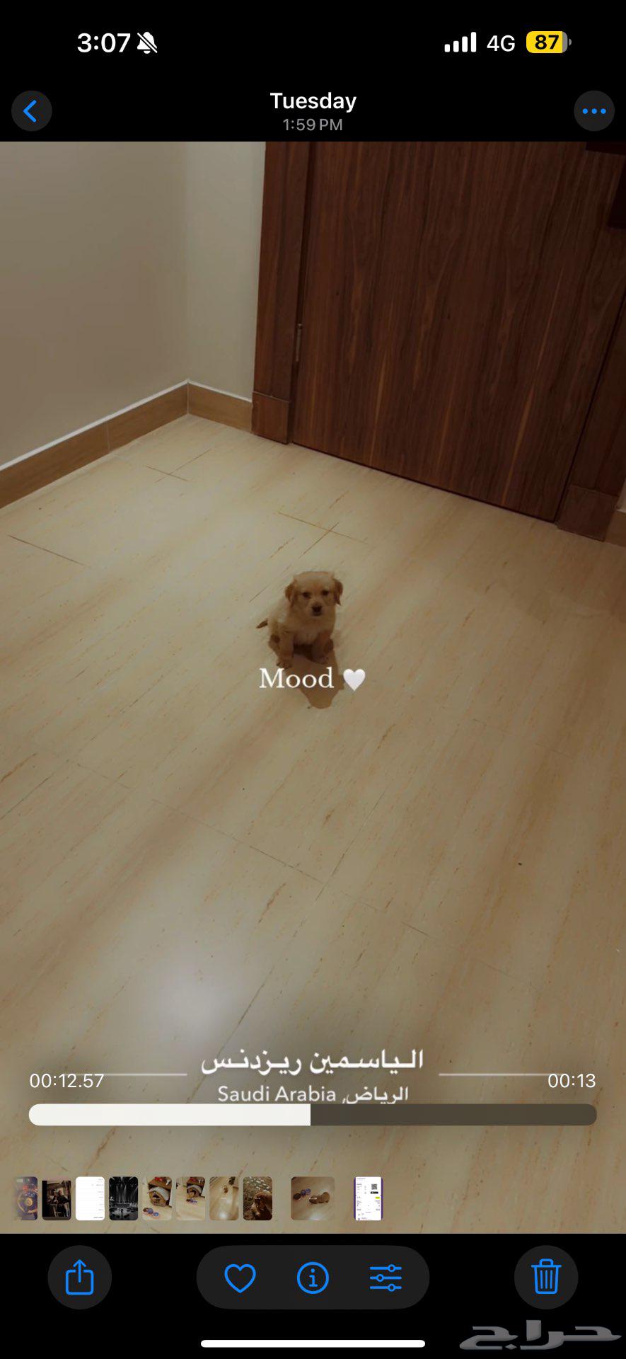 Golden Retriever63380417211137111