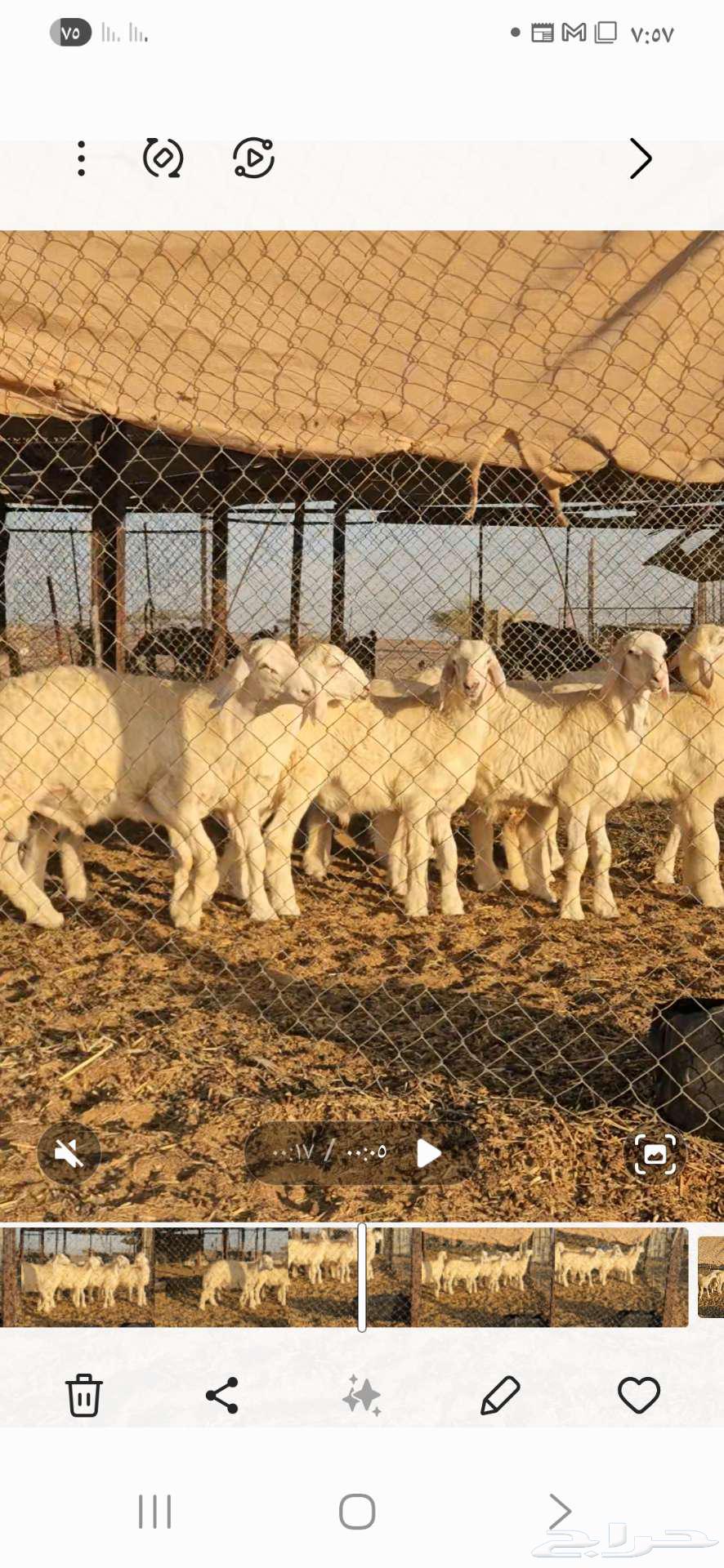 بهم للبيع تم البيع63380912099329112