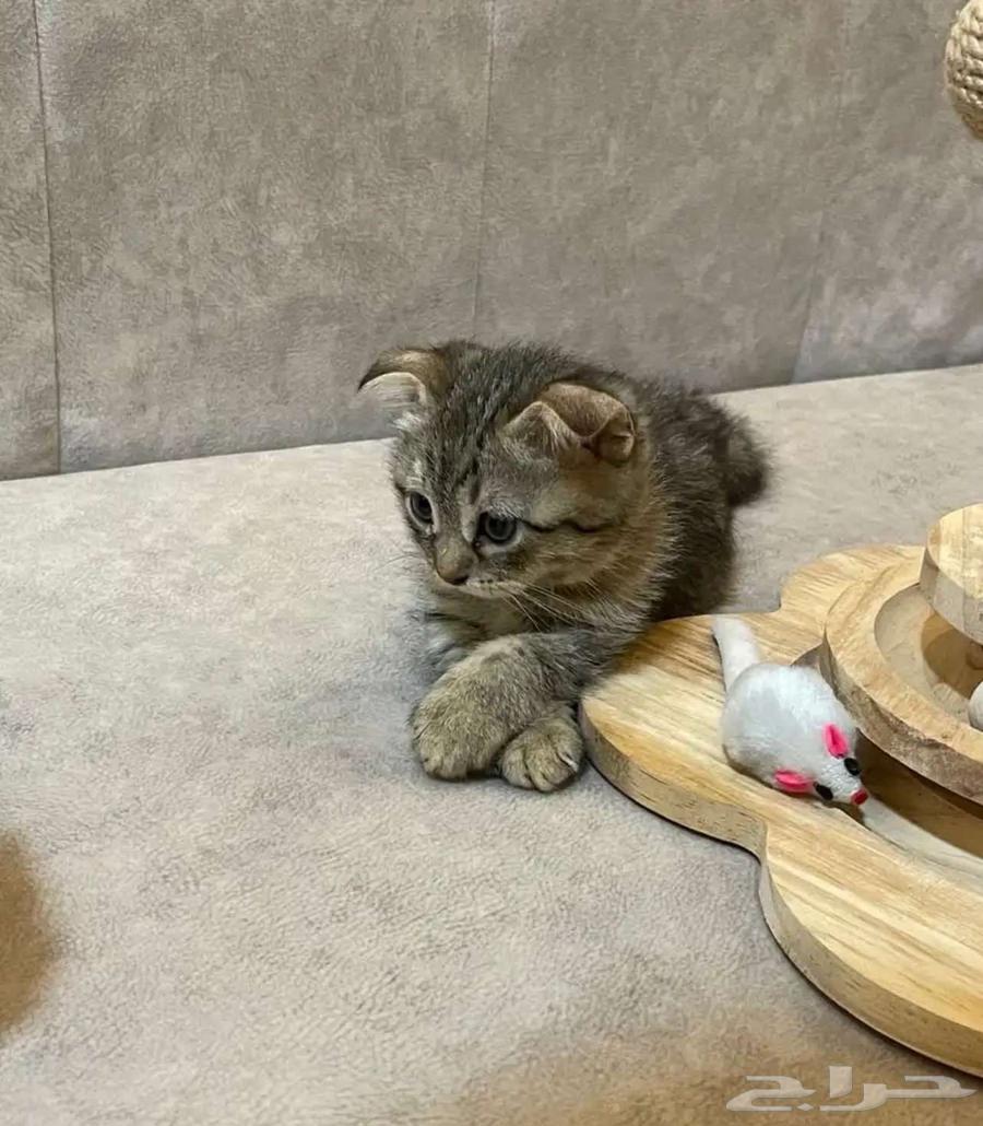 قطة بيور للبيع63389553599233111