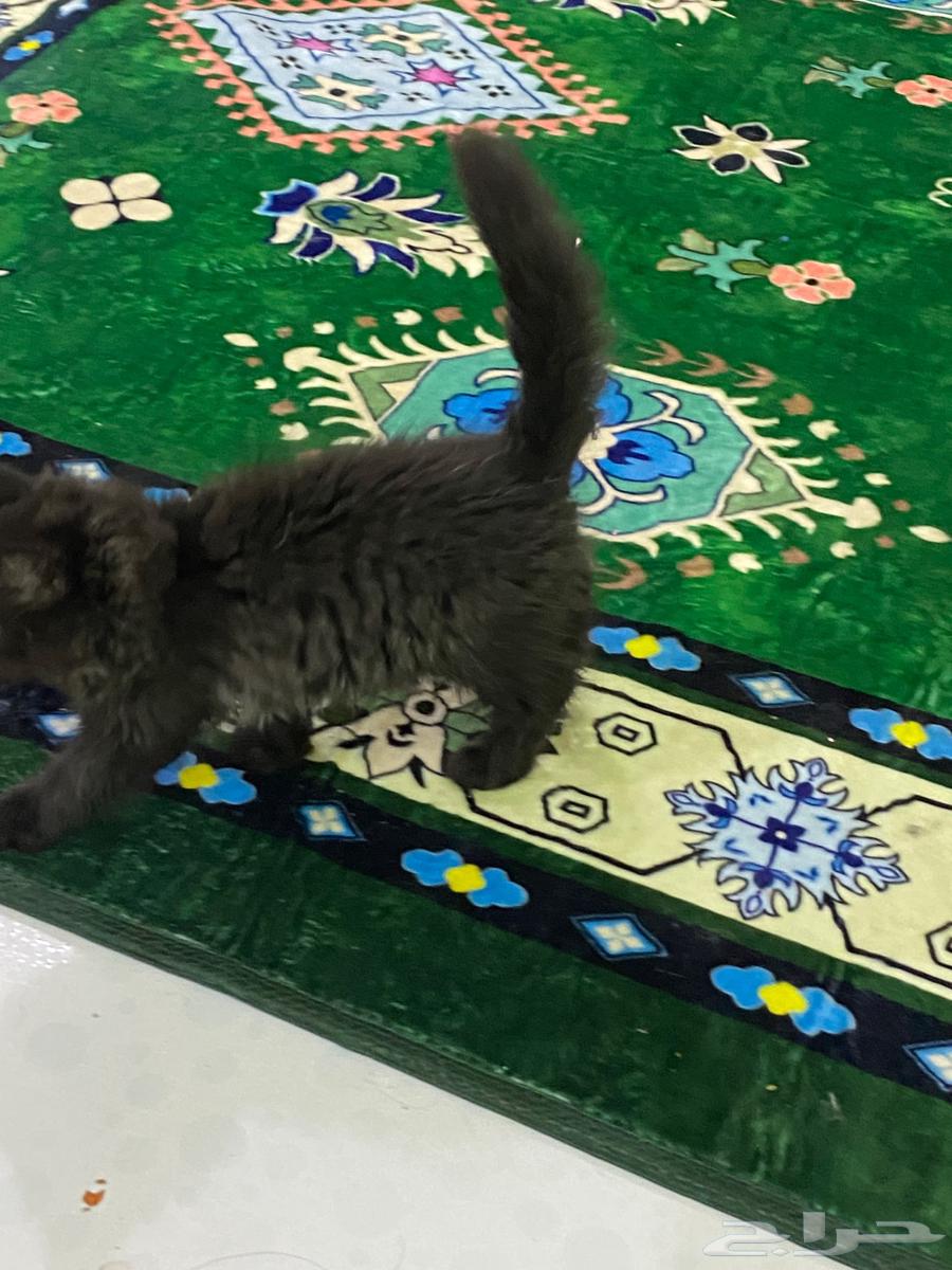 قط لتبني63389422016259113