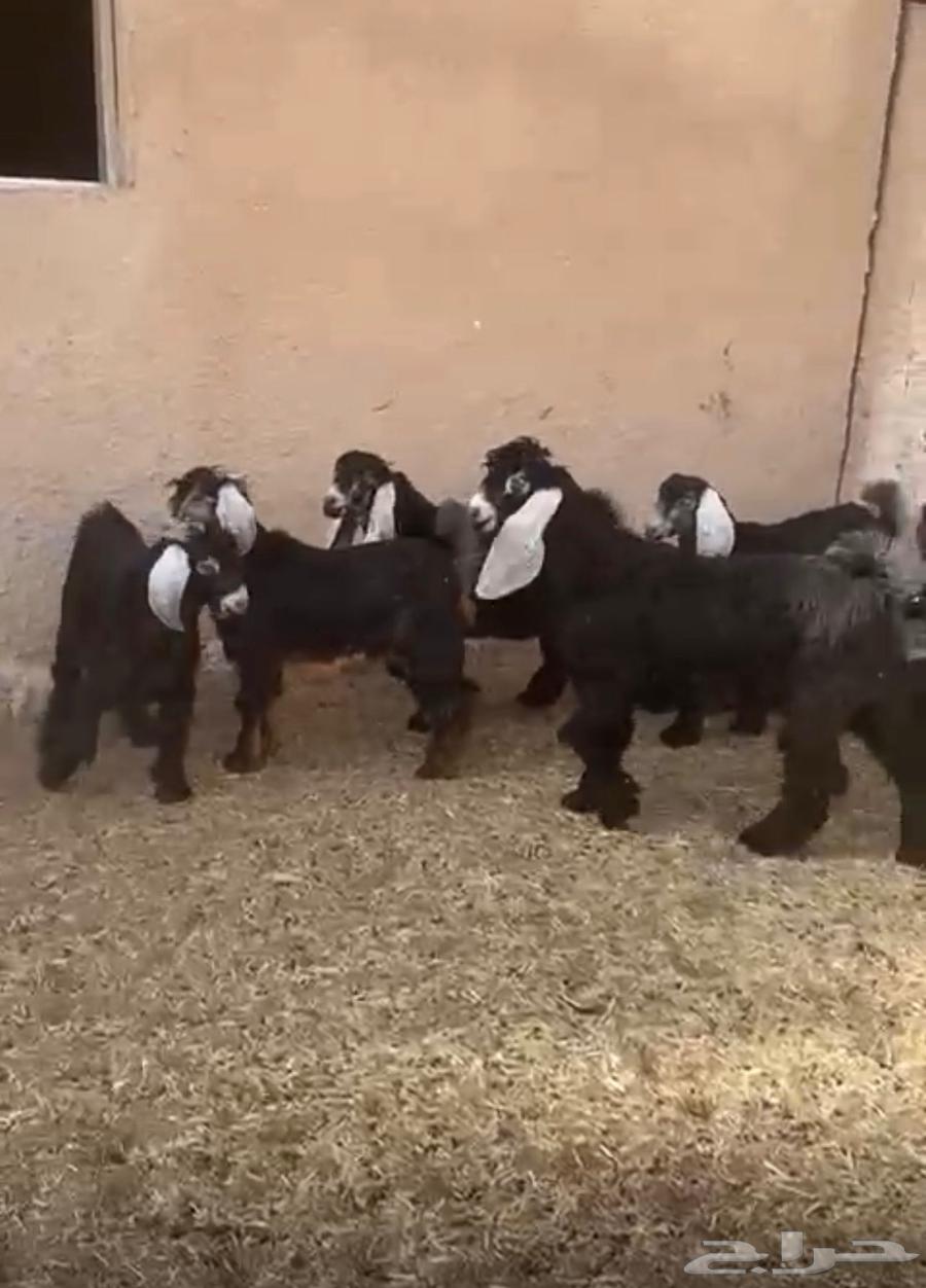 عوارض تيوس وجفار برية توها واصلة633893379070751110