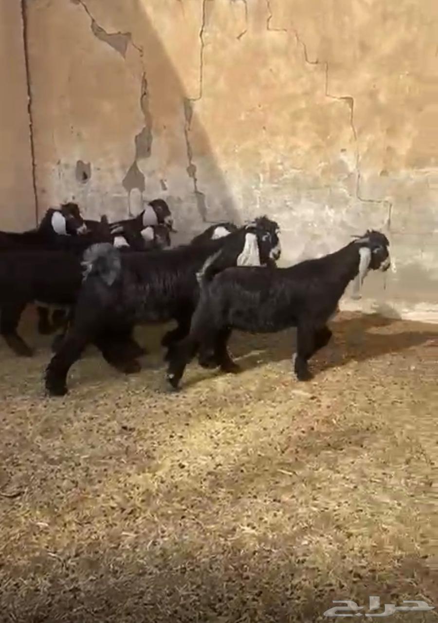 عوارض تيوس وجفار برية توها واصلة63389337907075111