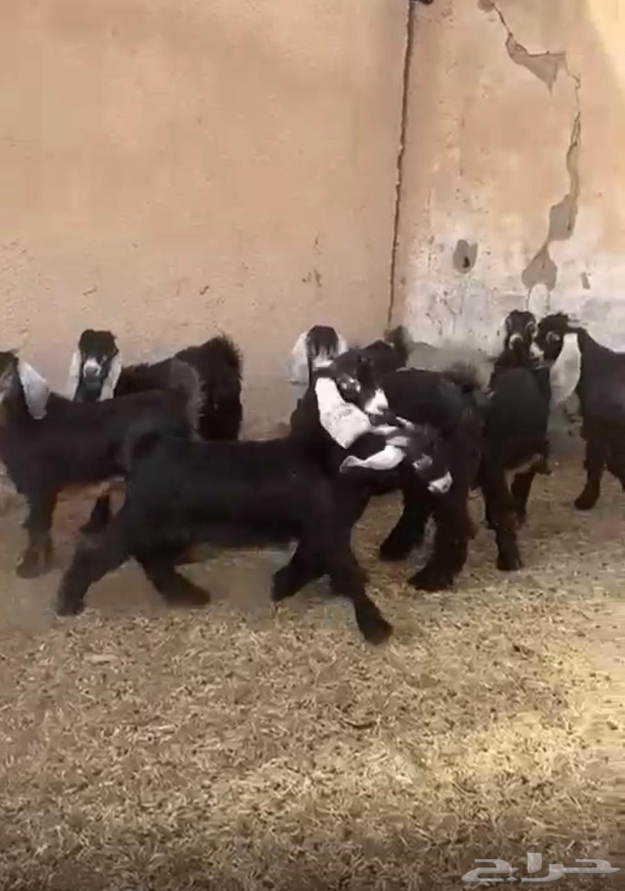 عوارض تيوس وجفار برية توها واصلة63389337907075113