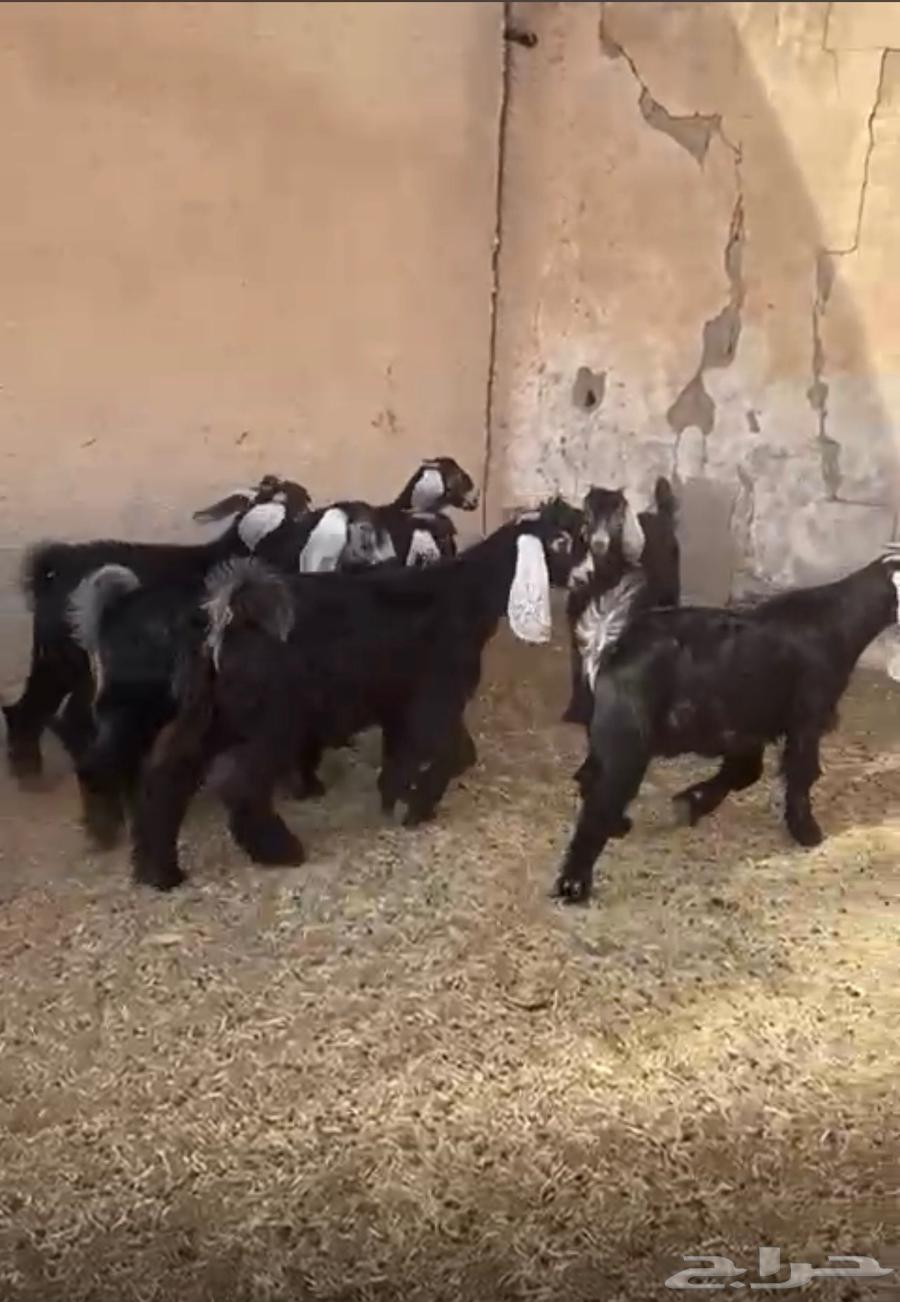 عوارض تيوس وجفار برية توها واصلة63389337907075114