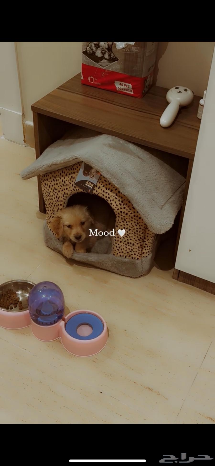 Golden Retriever633804172111371128