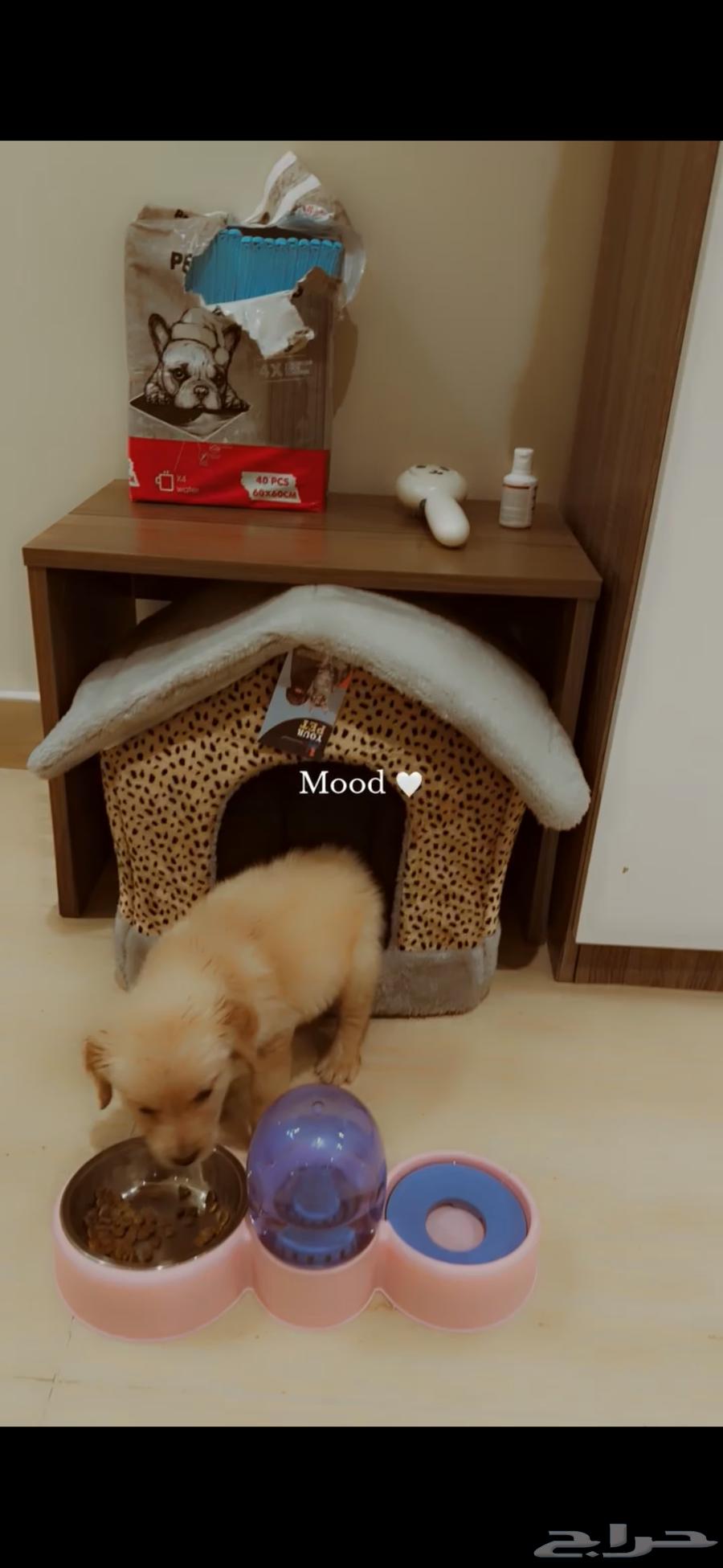Golden Retriever63380417211137112