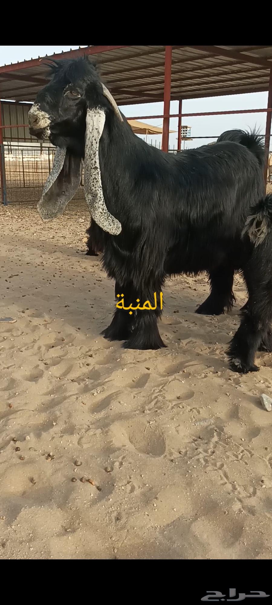 تم البيع63389367403010111