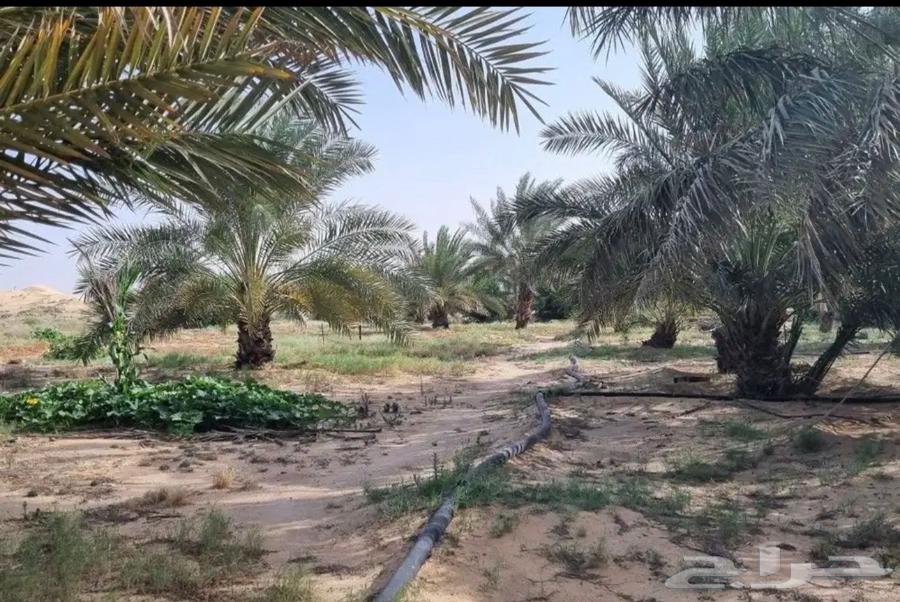 A farm of 100,000 square meters in Baqaa Province63380118453379112