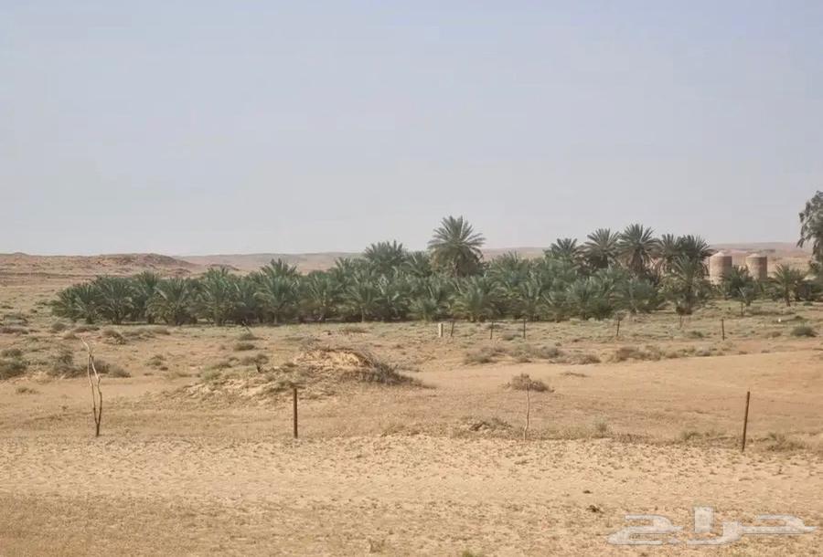 A farm of 100,000 square meters in Baqaa Province63380118453379113