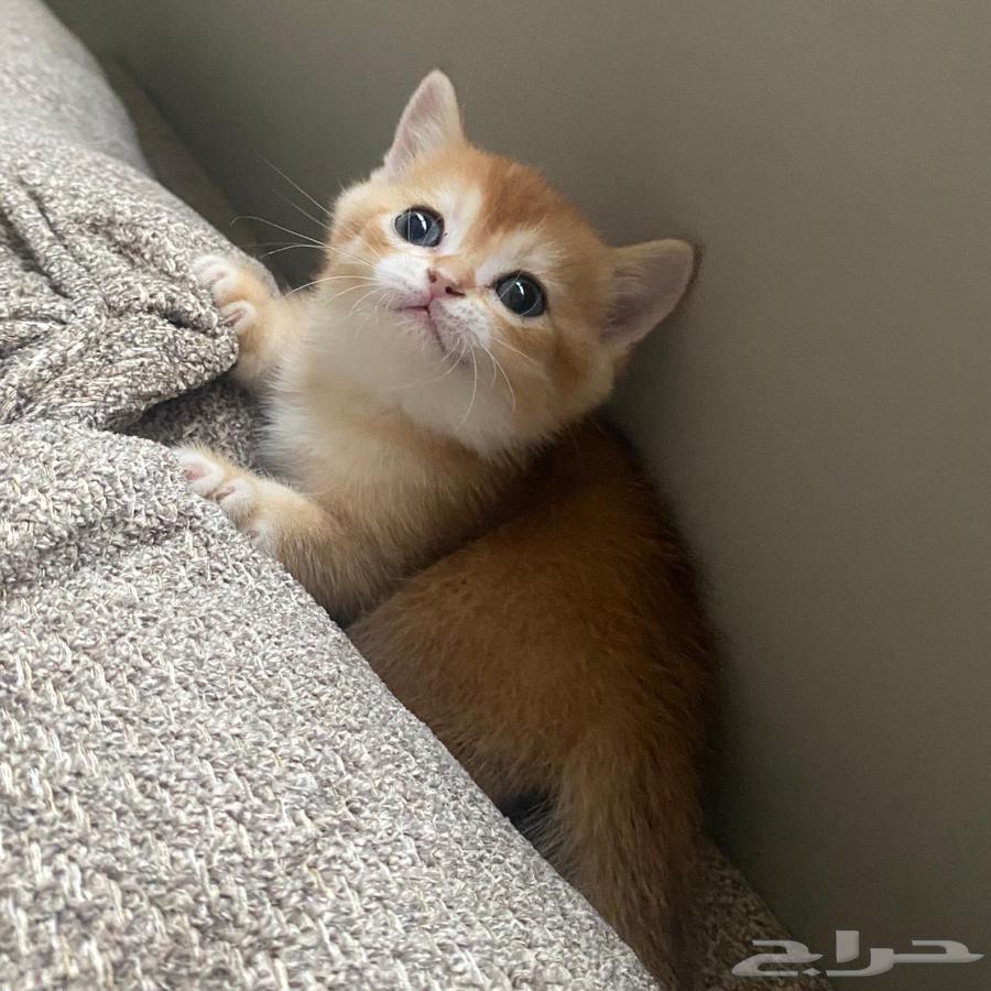 للبيع قطط سكوتش يوجد تقسيط63390767271810113