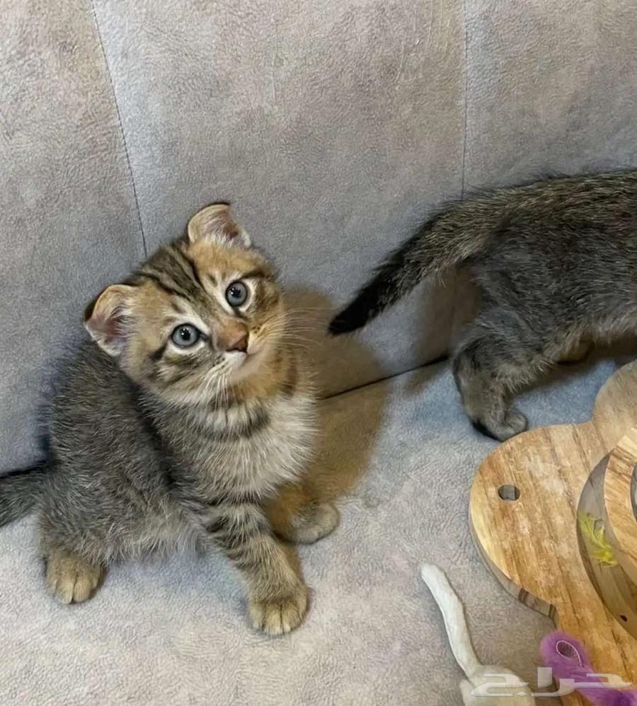 قطة بيور للبيع633895535992331111