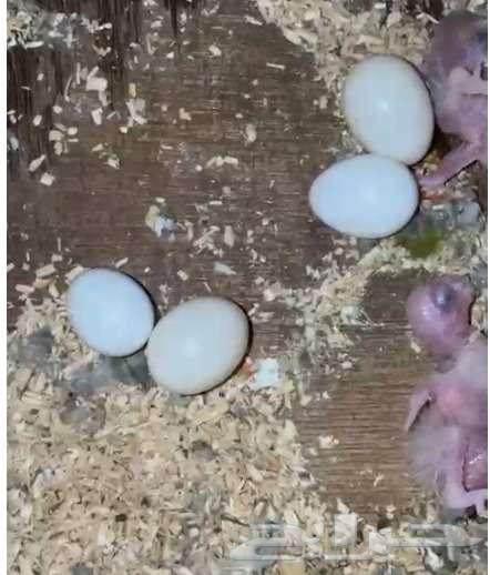 Yellow sided pair for sale63440562282882112