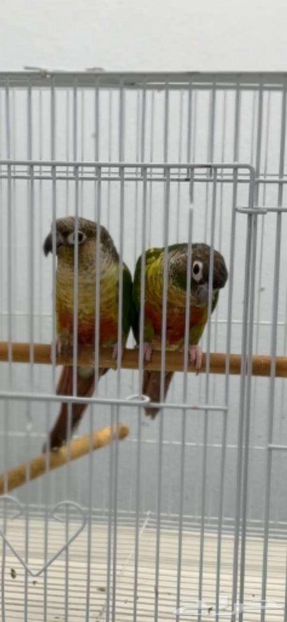 Yellow sided pair for sale63440562282882111