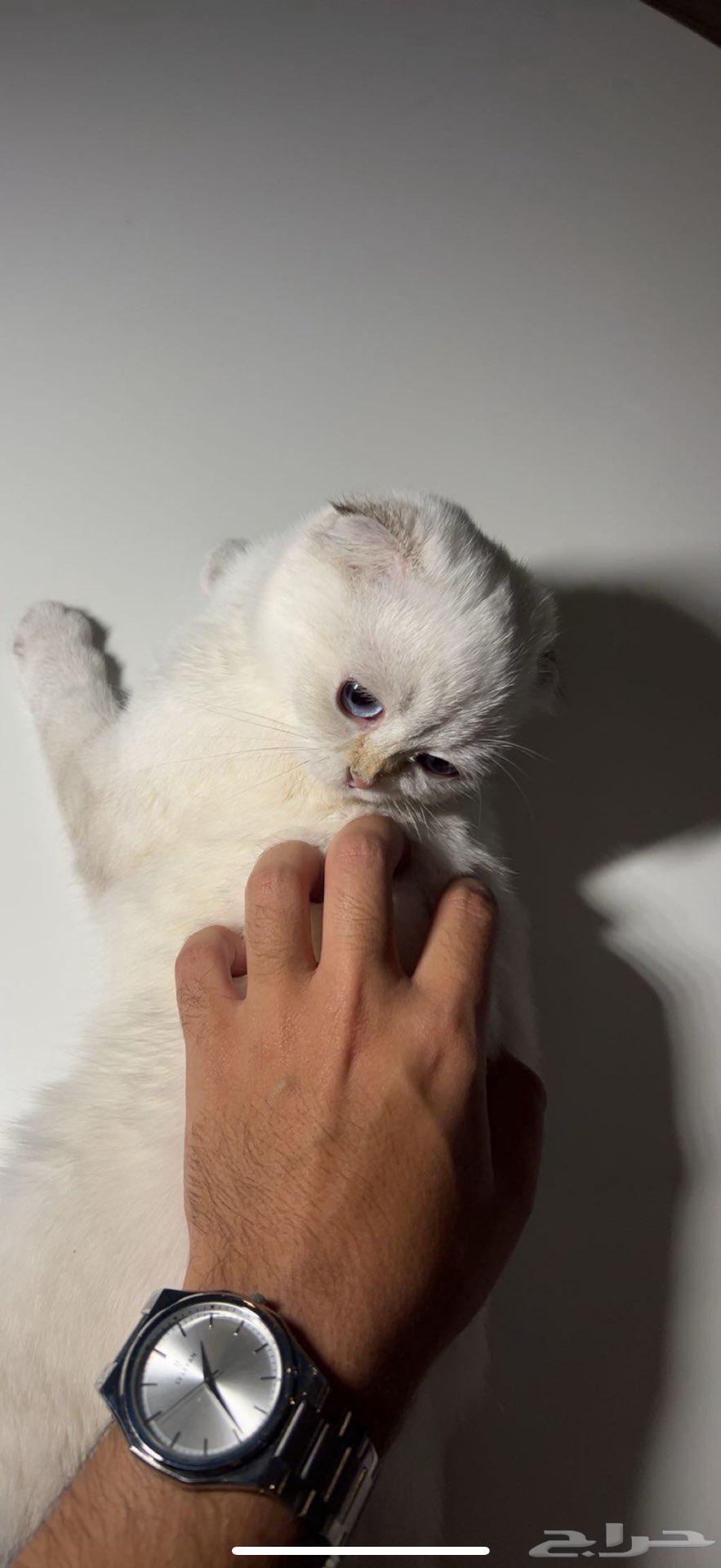 Kitten Scottish Fold for sale at a price you'll only find with me63386540064643110