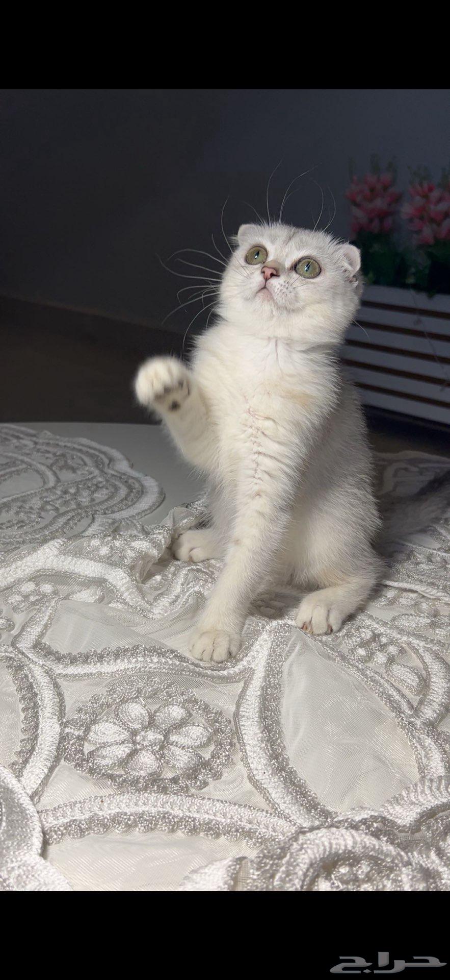 Kitten Scottish Fold for sale at a price you'll only find with me63386540064643112