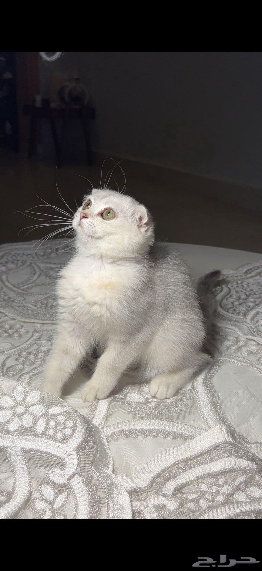 Kitten Scottish Fold for sale at a price you'll only find with me63386540064643111