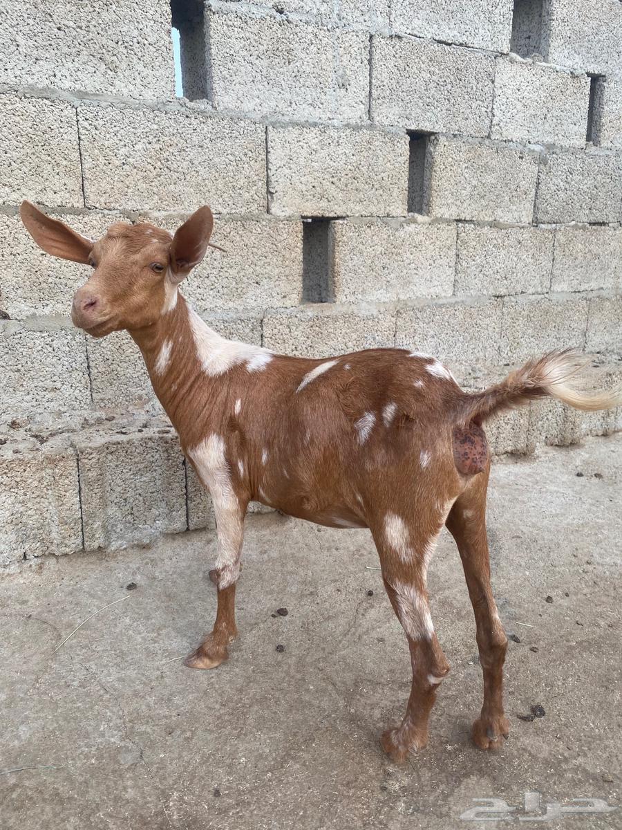 Goats for sale63386722102659110
