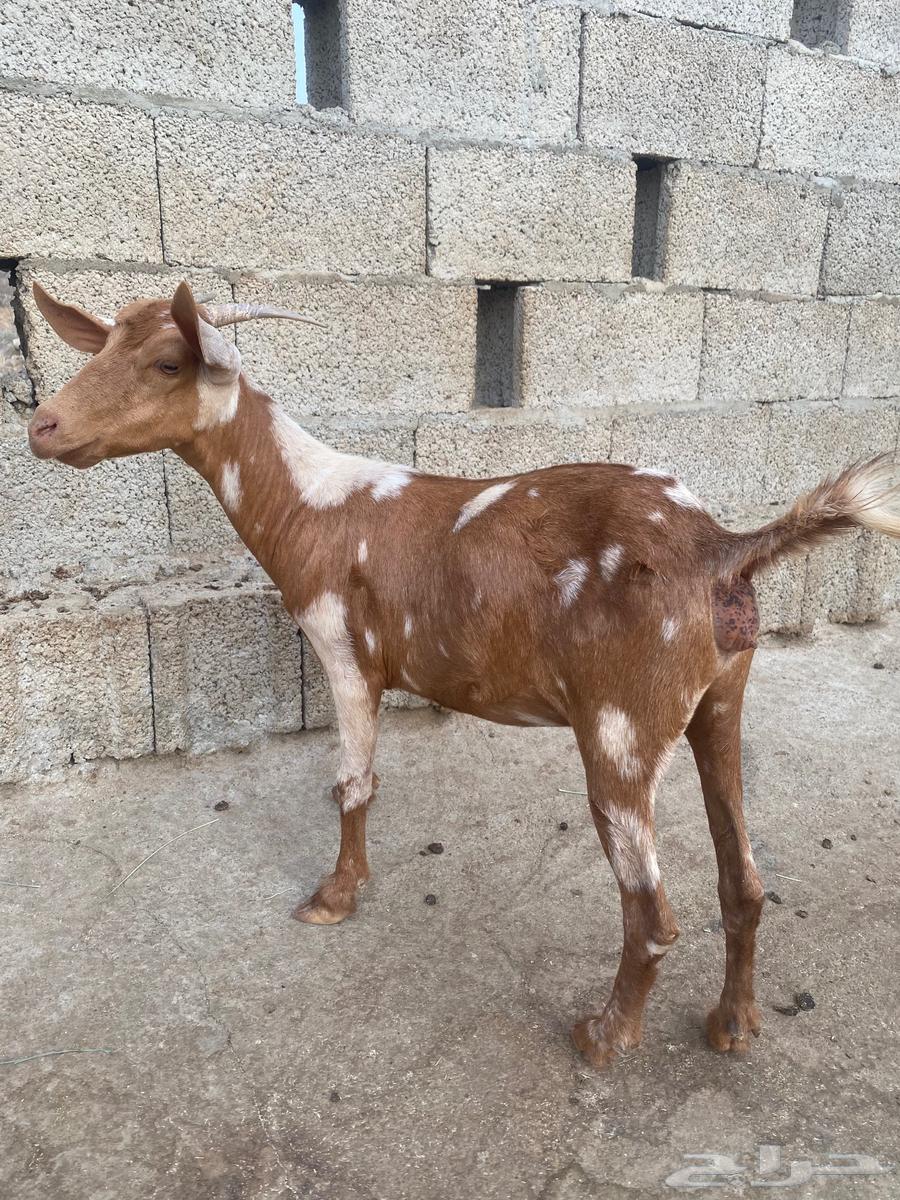 Goats for sale63386722102659111