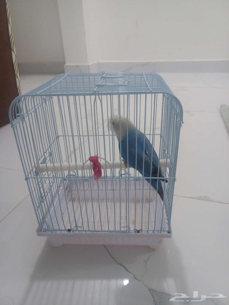 Rose bird for sale in Unayzah63385940295169111