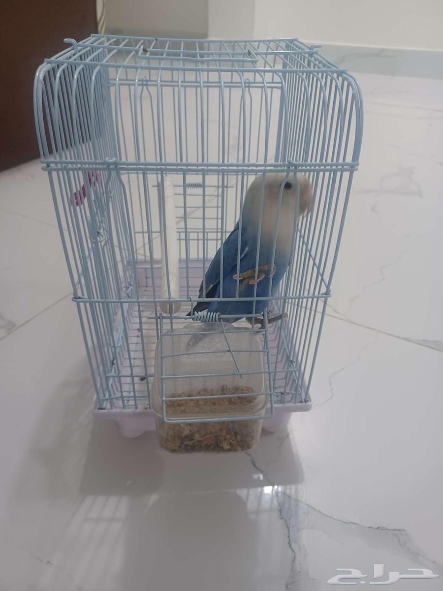 Rose bird for sale in Unayzah63385940295169110