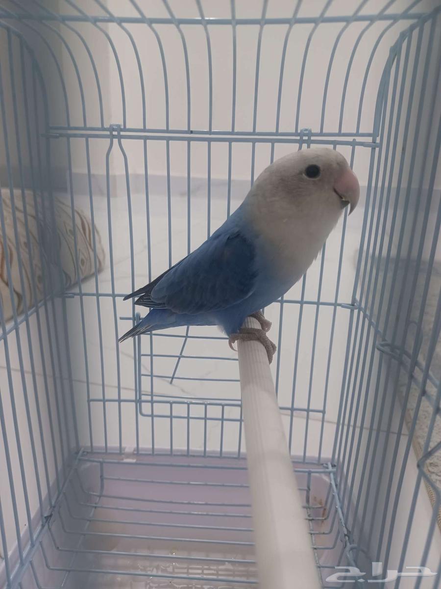 Rose bird for sale in Unayzah63385940295169112