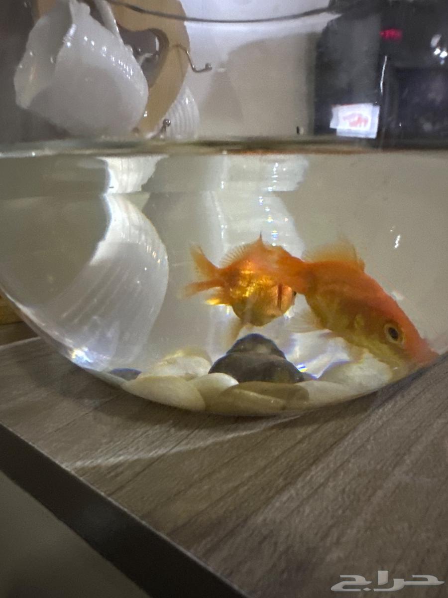 Nice fish for sale in Riyadh633857084335371119