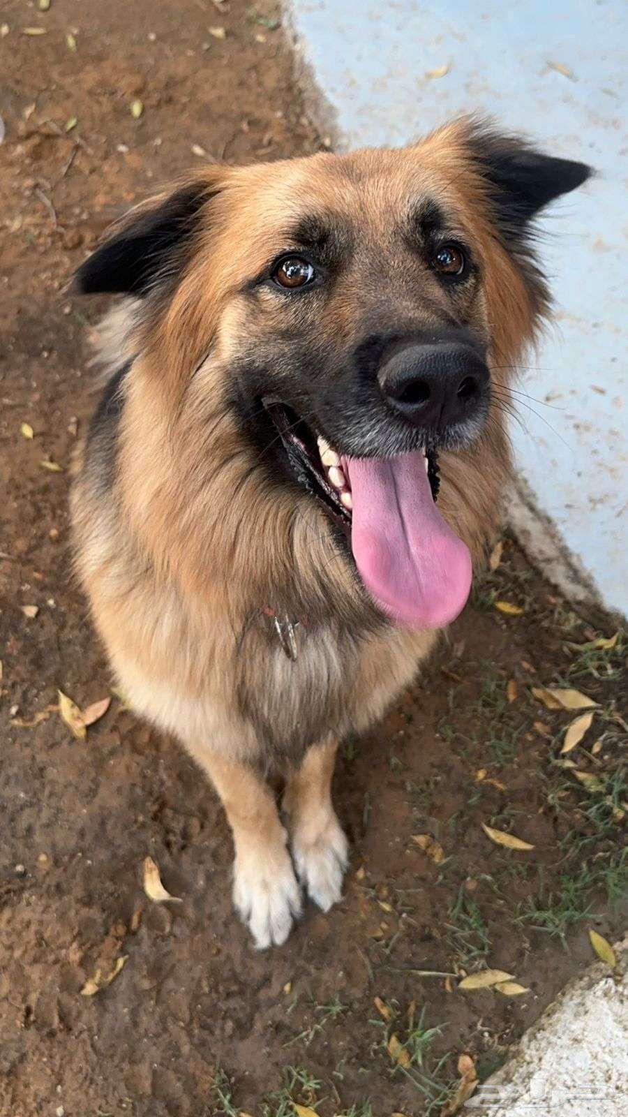 German Shepherd dog for sale633861485134091123