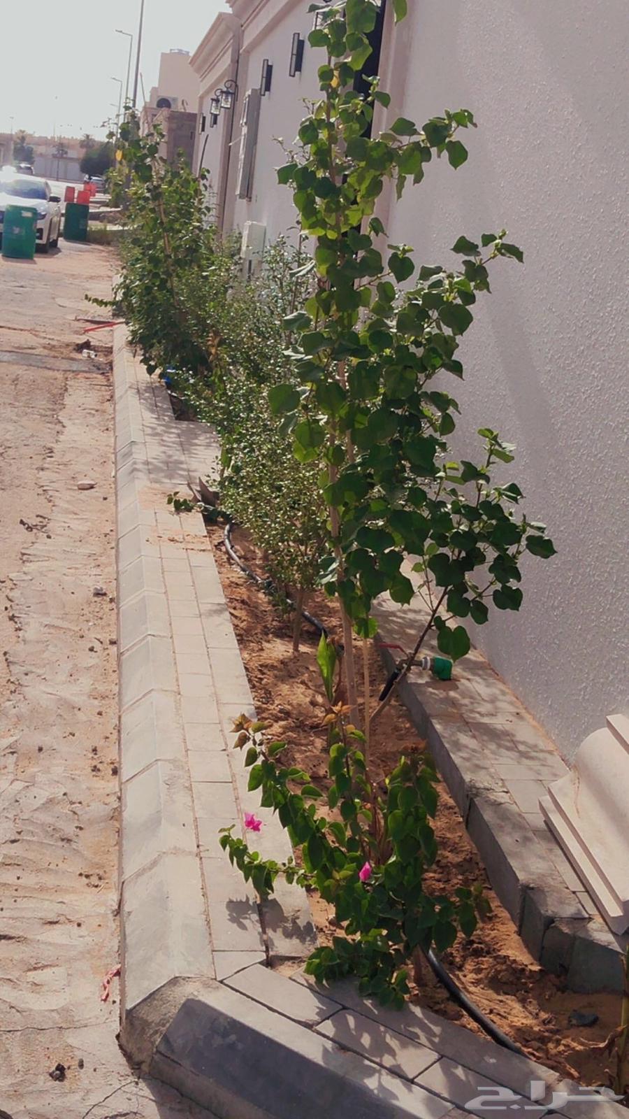 تشجير واجهات تشجير حدائق633816700546591116