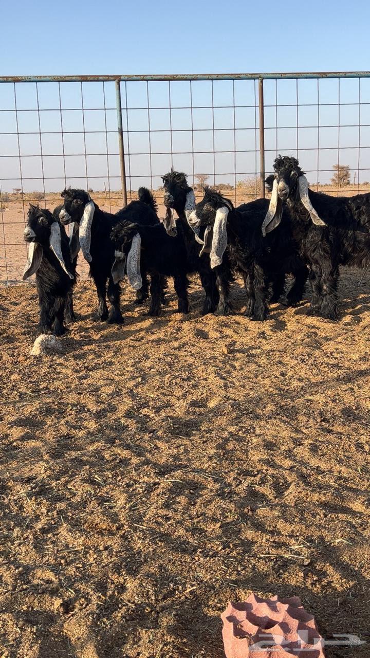 Jafarat side effects of a type with a project of an occasional stallion, the sale has been completed63384210819970112