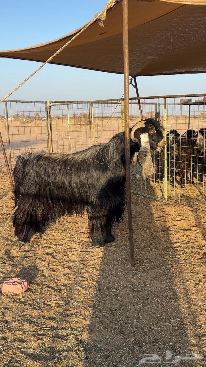 Jafarat side effects of a type with a project of an occasional stallion, the sale has been completed63384210819970113