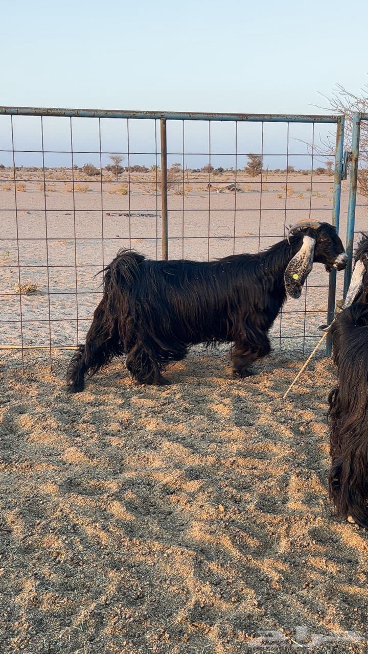 Jafarat side effects of a type with a project of an occasional stallion, the sale has been completed63384210819970114