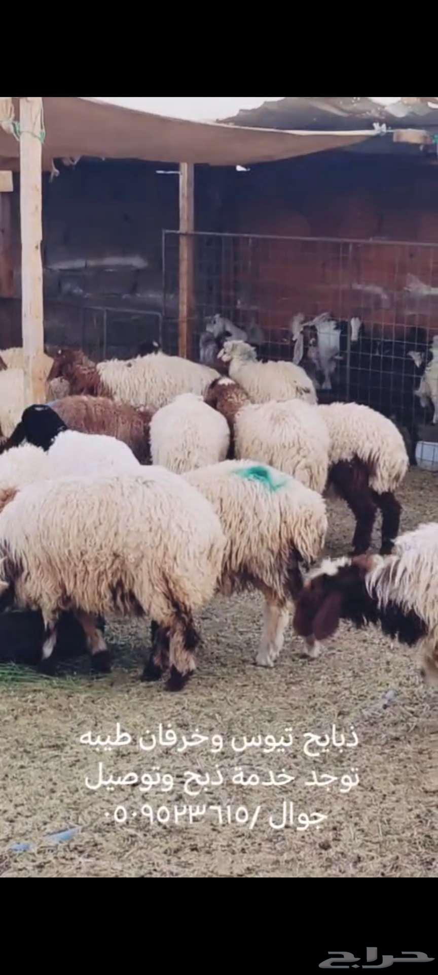ذبايح تيوس وخرفان63384100192257112