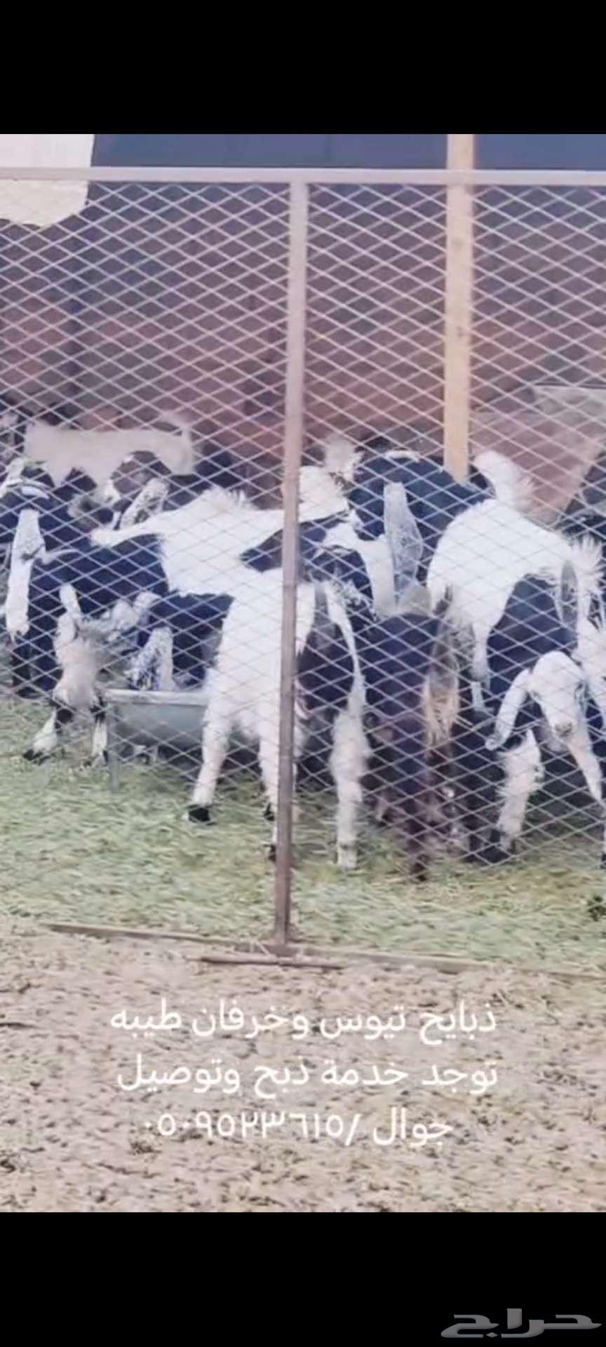 ذبايح تيوس وخرفان63384100192257111