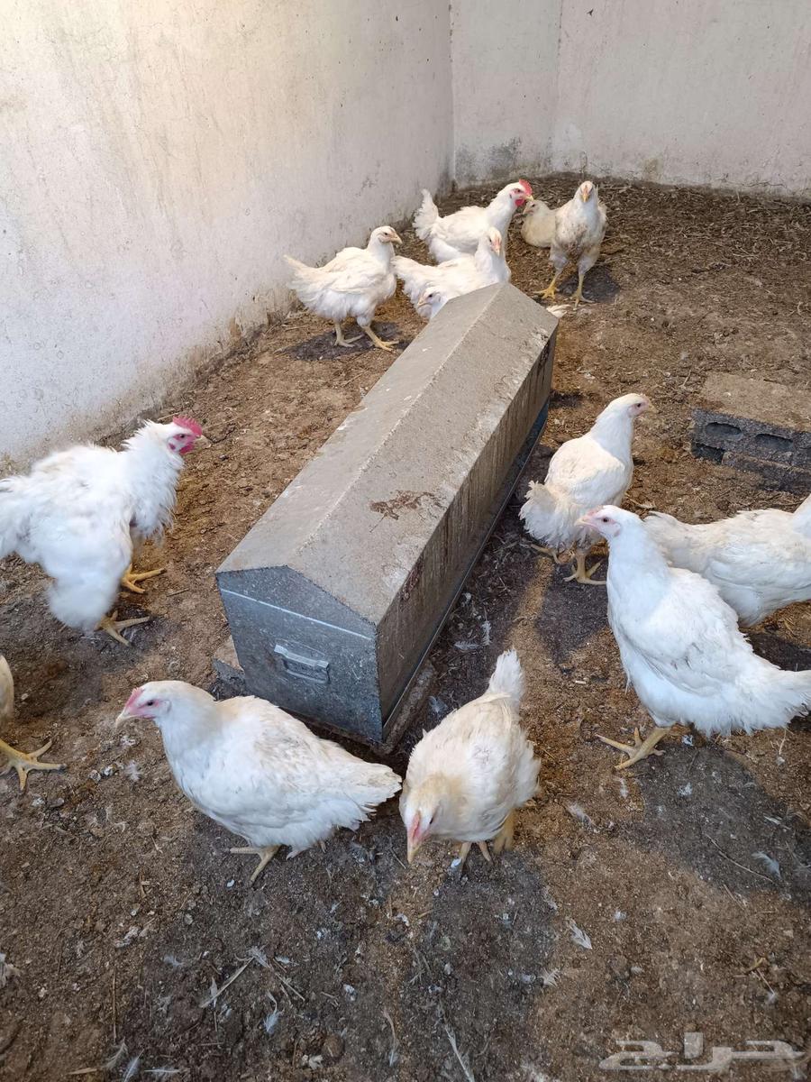 دجاج لاحم بياض63384425572865110