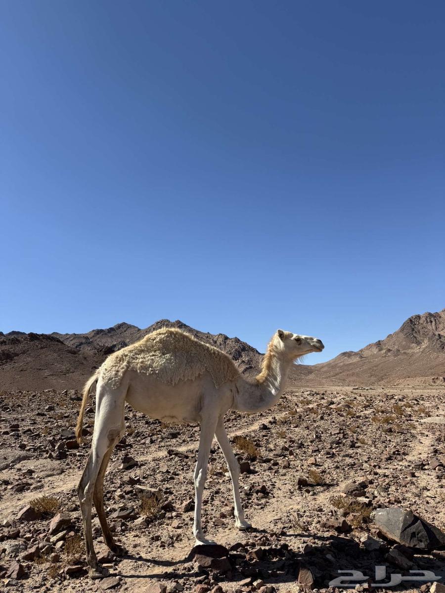 بكره مهجنه للبيع حقه63384046542850110