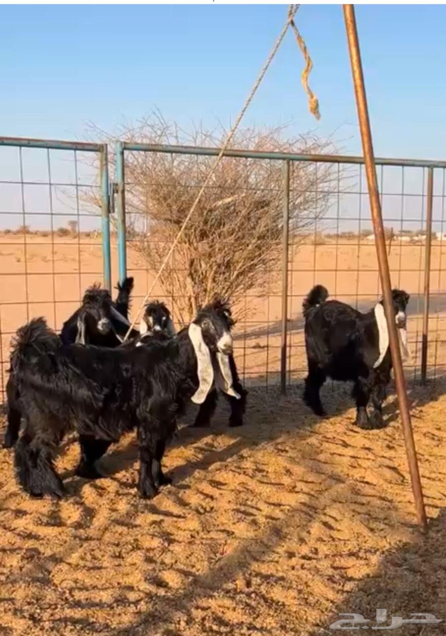 Jafarat side effects of a type with a project of an occasional stallion, the sale has been completed63384210819970119