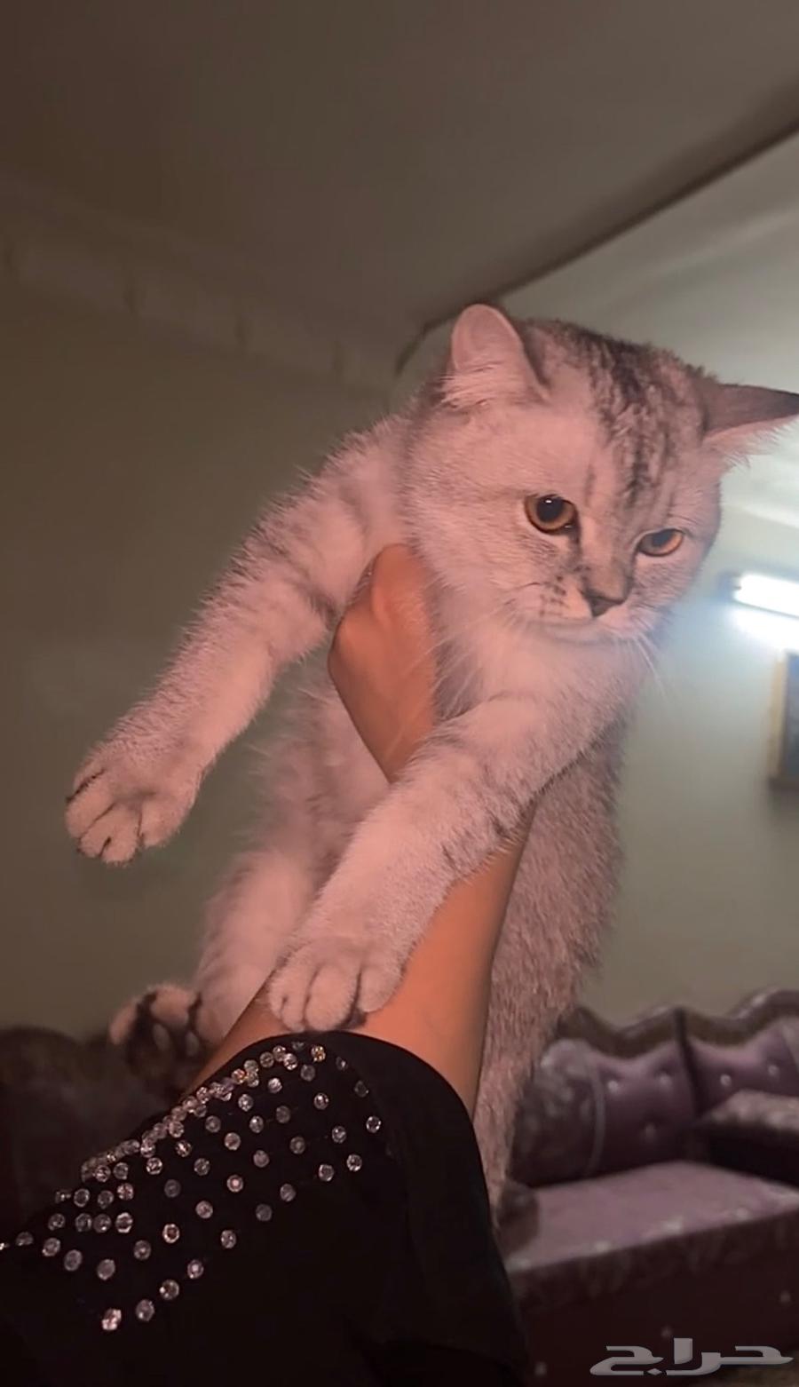 سكوتش للبيع63383693129601111