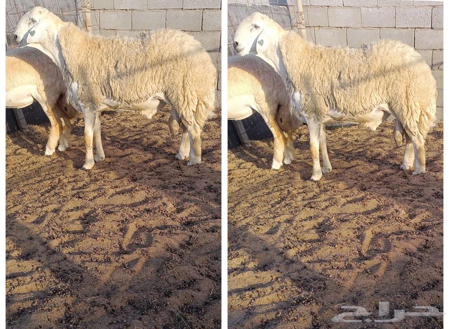 ( تم البيع) ثني صنف من حلال الصياد في أملج63381140276225110