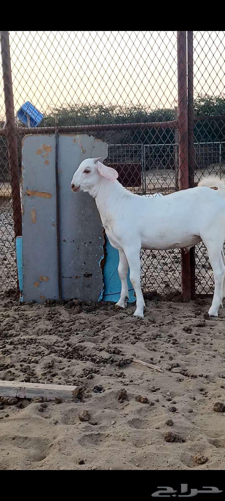 Project of a male donkey with gray spots.63382052320002112