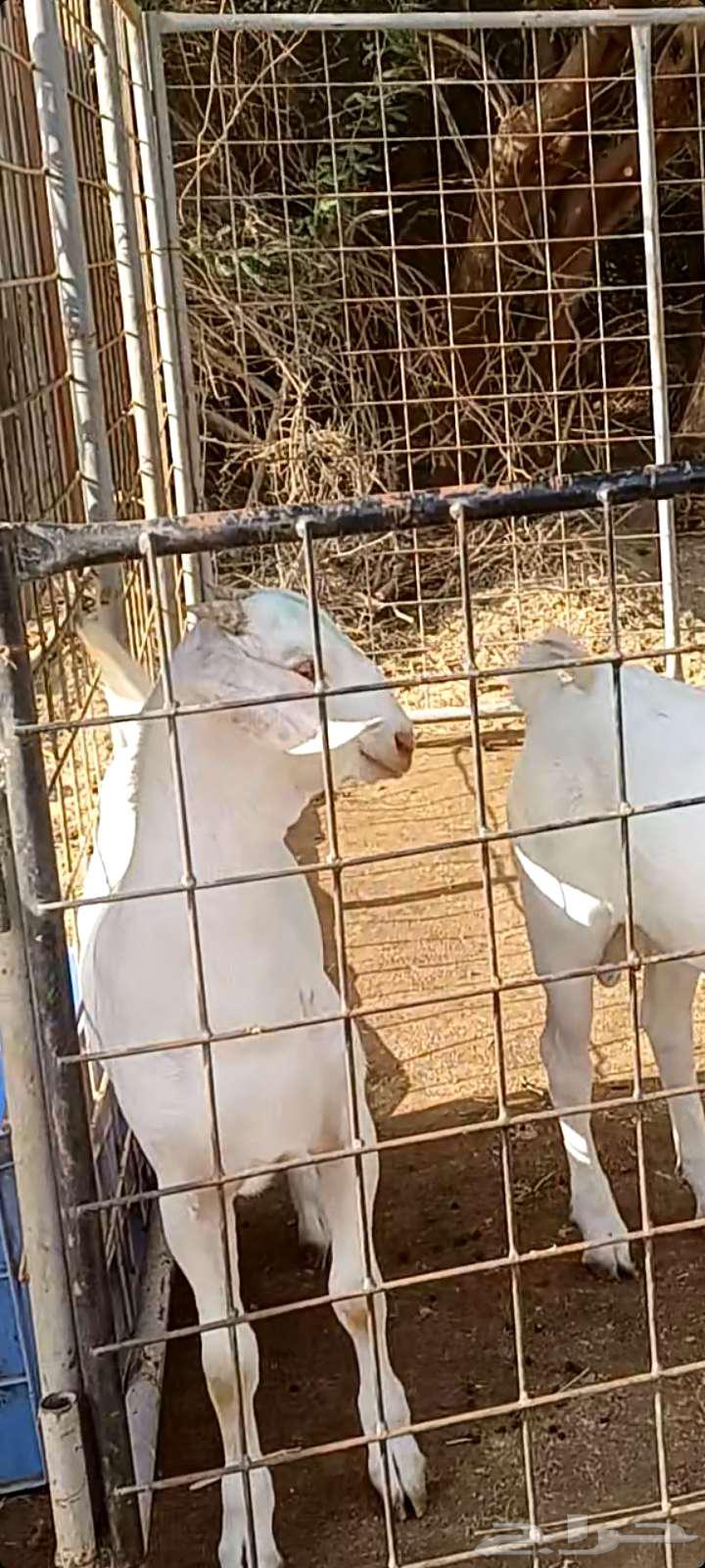 Project of a male donkey with gray spots.63382052320002111
