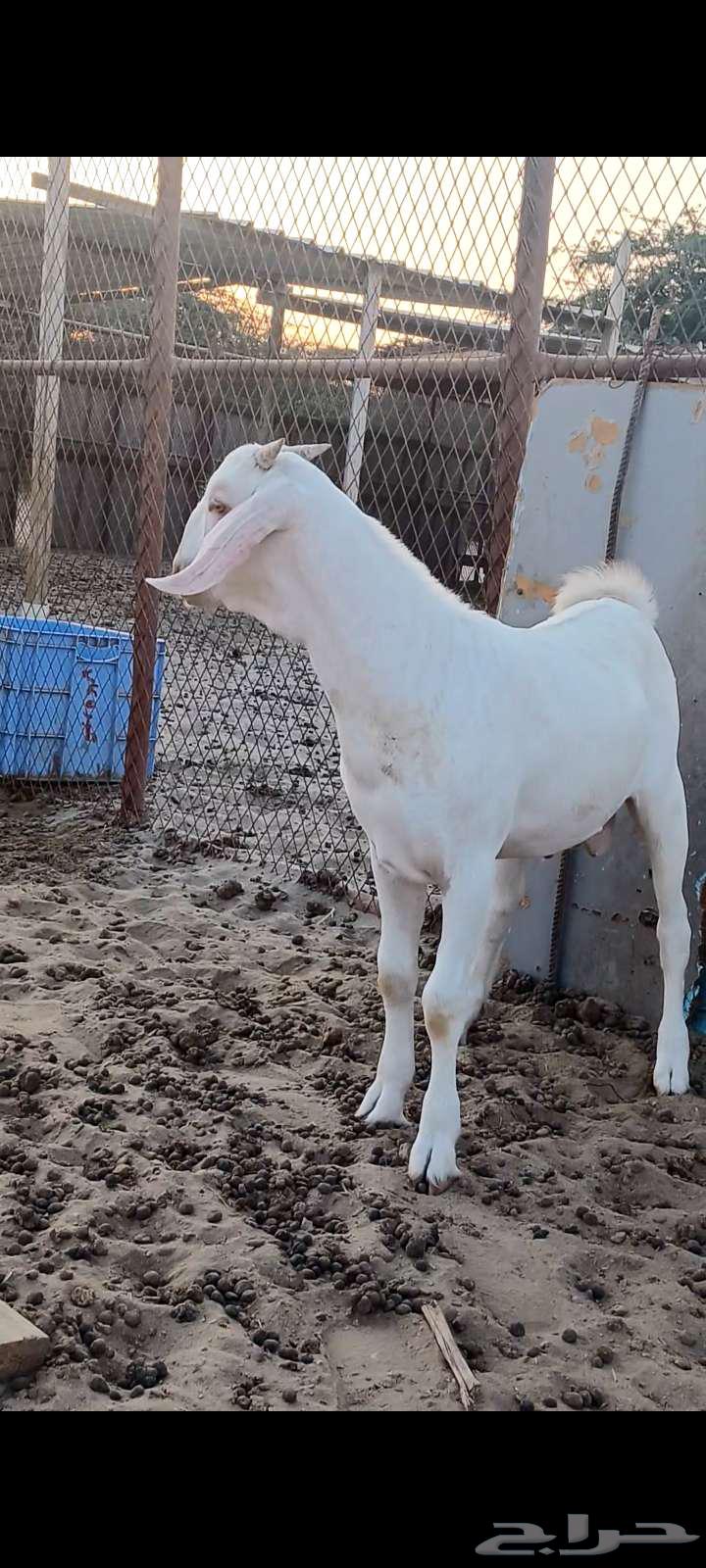 Project of a male donkey with gray spots.63382052320002110