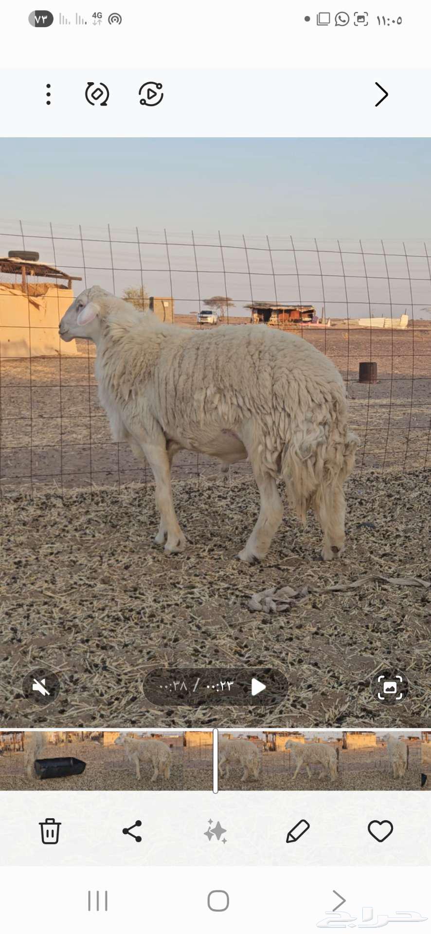 Stallion for sale63618296924417112