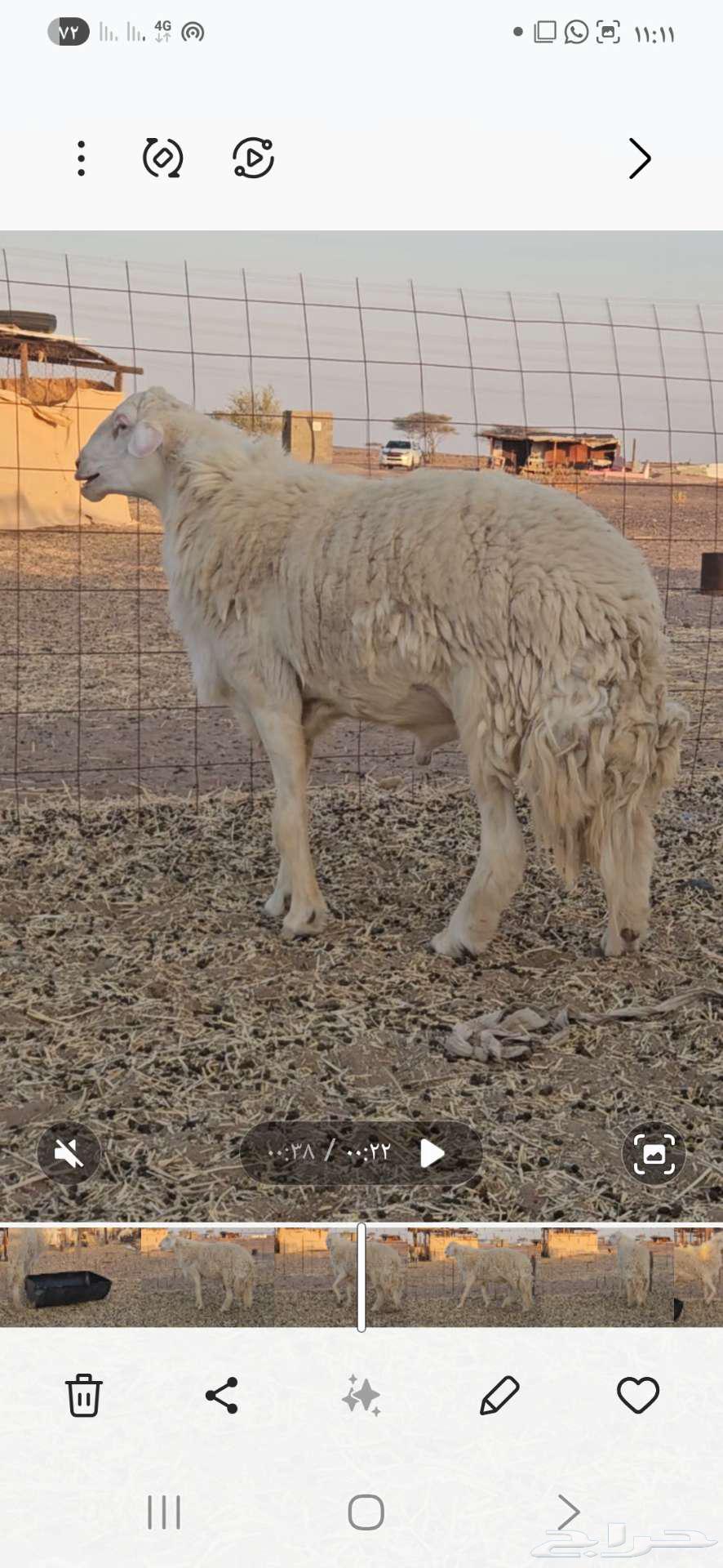 Stallion for sale63618296924417110