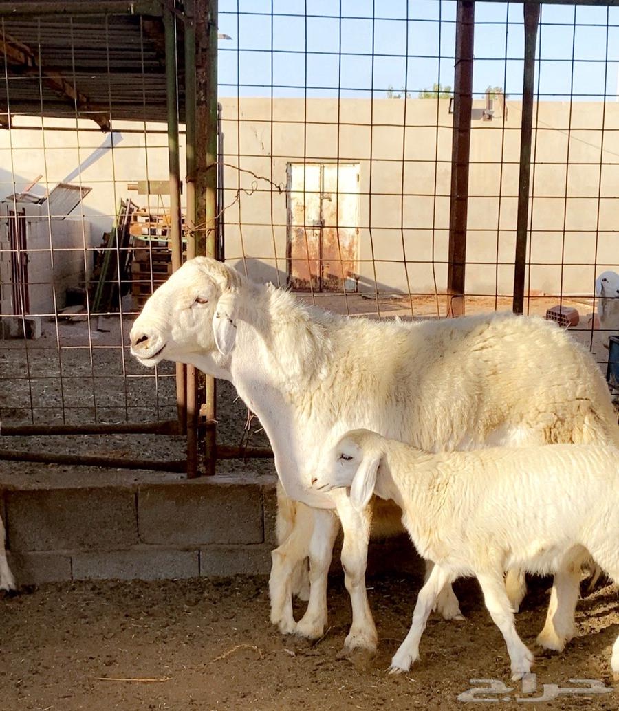 Sold, a purebred conditioned stallion from Halal Mohammed Al-Asimi63618300676865111