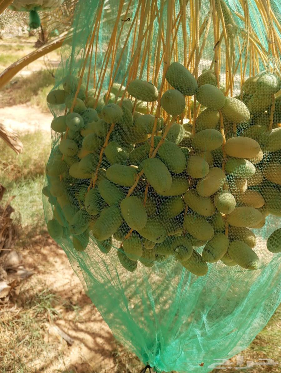 للبيع ثمر نخل اخلاص الخرج63381808130433112