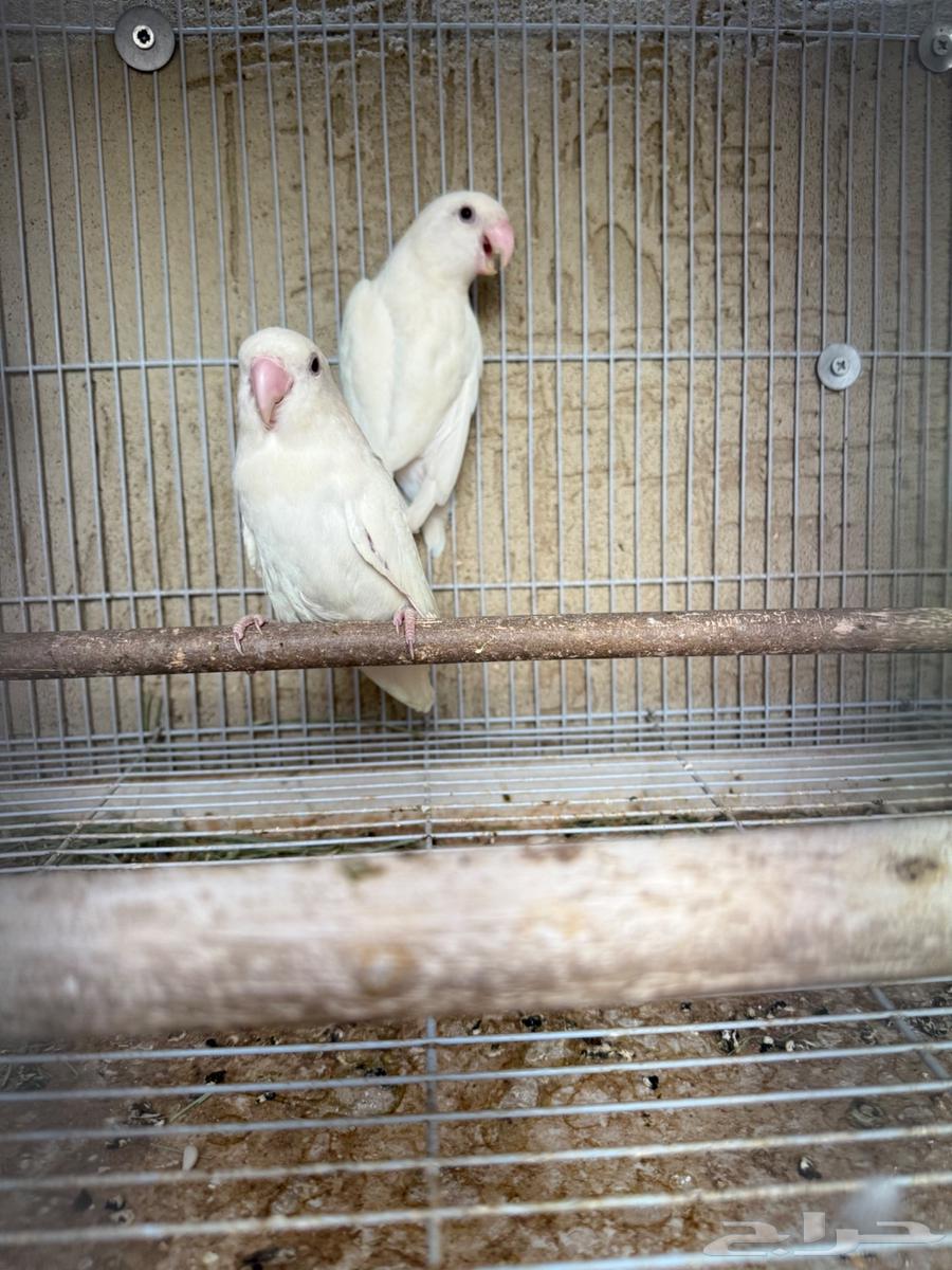 Female Rose Pino Clear with Red-Eyed Chick, Productive63618285634817112