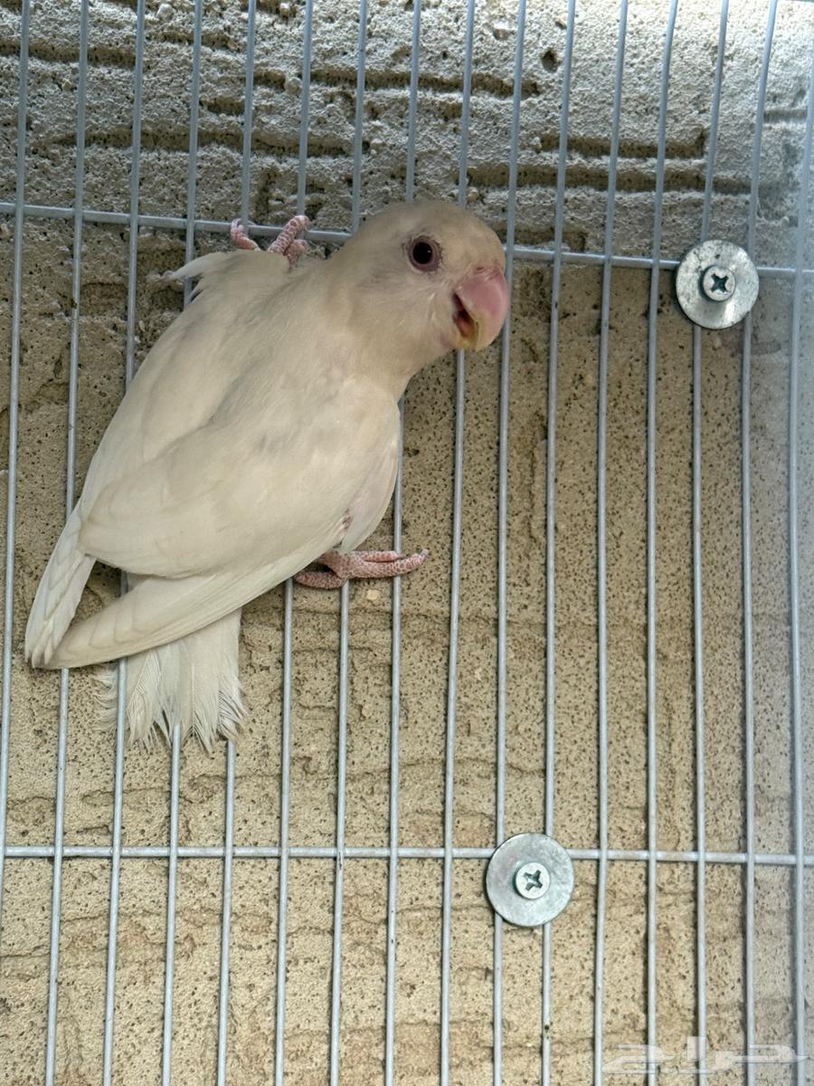 Female Rose Pino Clear with Red-Eyed Chick, Productive63618285634817114