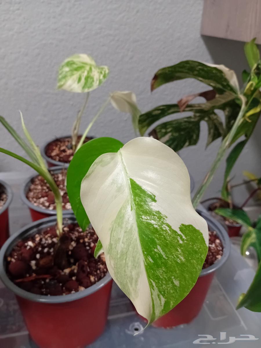 مونستيرا البو فاريجاتا مبرقشة - monstera albo variegated63618290565761111