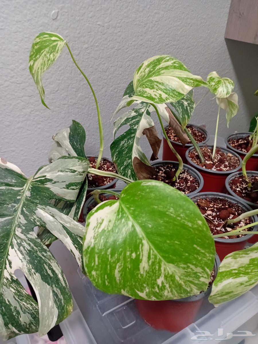 مونستيرا البو فاريجاتا مبرقشة - monstera albo variegated63618290565761116